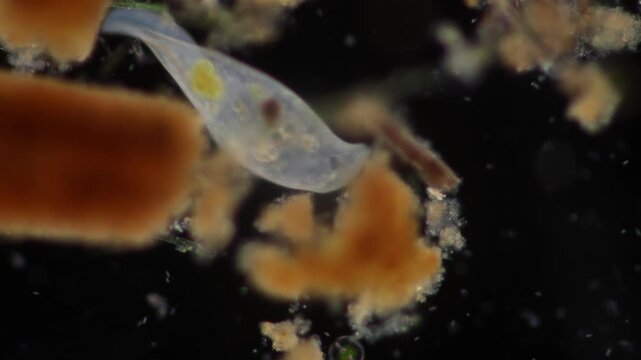Methods of study of Protozoa, Algae and bacteria under the microscope in the biology laboratory.