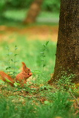 Bushy-tailed red squirrel has a meal in the wild