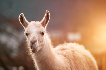 White llama eating grass with blurred background © AlexGo