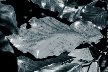 Macro  - Forest - Europe, Romania, Suceava region