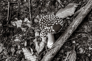 Macro  - Forest - Europe, Romania, Suceava region