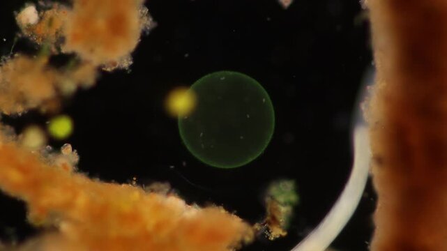 Methods of study of Protozoa, Algae and bacteria under the microscope in the biology laboratory.