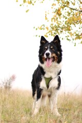 border collie stands under a tree in tall grass.