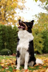 border collie sits under a tree and she smiles