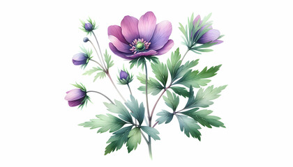 Watercolor illustration of a single wildflower with purple petals and green leaves isolated on whit4
