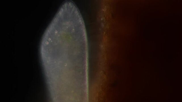 Methods of study of Protozoa, Algae and bacteria under the microscope in the biology laboratory.