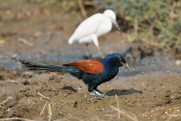 Coucals, Crow pheasants blackbird birdwatching in the forest.