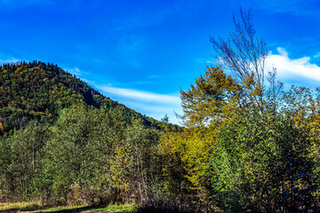 Landscapes - Forest - Europe, Romania, Suceava region
