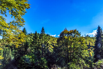 Landscapes - Forest - Europe, Romania, Suceava region
