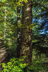 Fototapeta premium Landscapes - Forest - Europe, Romania, Suceava region
