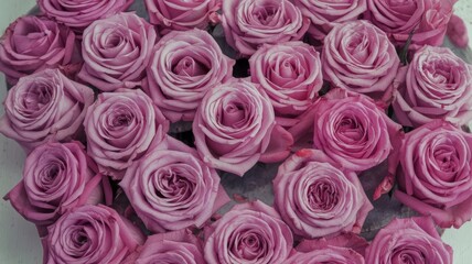 Pink roses arranged in a heart shape, isolated on a white background
