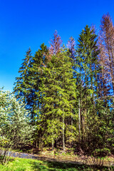 Landscapes - Forest - Europe, Romania, Suceava region