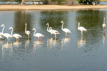 A group of elegant flamingos stands and wades in calm waters, reflecting the beauty of the environment. The serene lake, surrounded by trees, creates a peaceful setting.