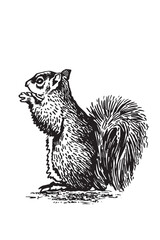 Graphical squirrel sitting and watching left on white, forest rodent, vector illustration