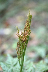 オオハナワラビ