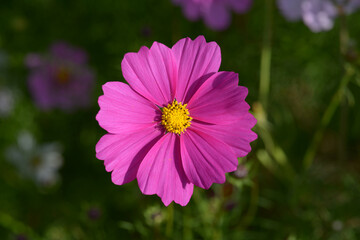 濃いピンクのコスモス