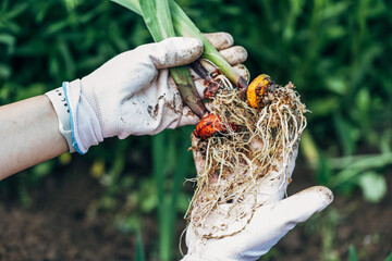 hands holding gladiolus flower bulb onion before planting