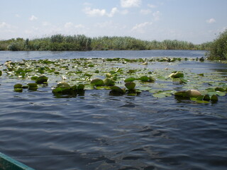 River, lake, fishing, pelican, fish, catch, algae, water lilies