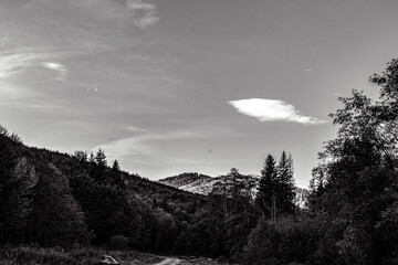 Landscapes -  Forest - Europe, Romania, Suceava region