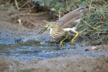 pond heron in pond birdwatching in the forest.