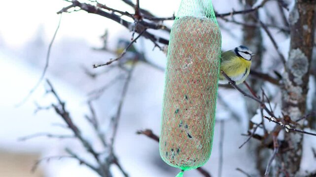 In winter, titmice feed on tallow hanging from a tree