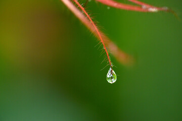 水滴　水玉