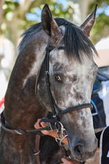 Race horse head detail. Purebred in the hippodrome. Turf