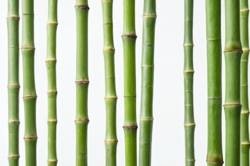 Close-up of multiple green bamboo stalks against a white background