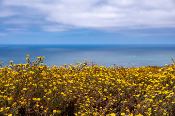 field by the ocean