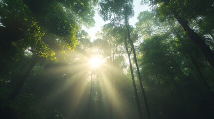 Obraz premium Sunlight filtering through lush forest trees.