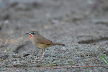 Siberian Rubythroat birdwatching in the forest.