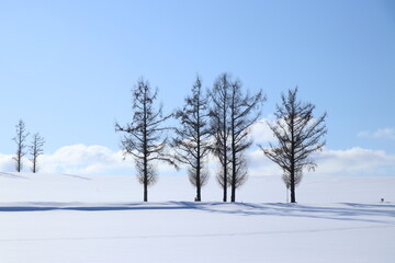 훗카이도의 겨울