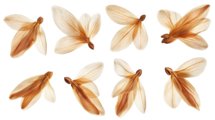 Set of brown maple seeds with winged structures isolated on transparent background