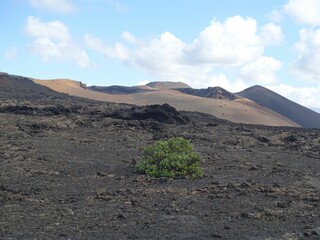 Solitary bush on volcanic landscape in Lanzarote.