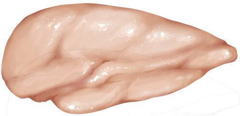 Chicken Breast