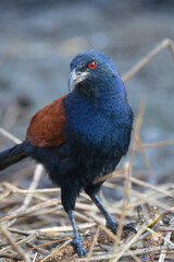 Coucals, Crow pheasants blackbird birdwatching in the forest.