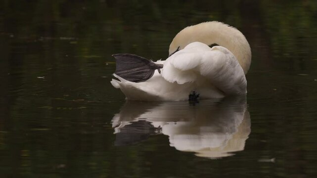 plan fixe d'un joli cygne en automne, se toilettant, petit fondu de lumi&egrave;re pour introduction vid&eacute;o, le cygne fait apparait son miroir de grande qualit&eacute;