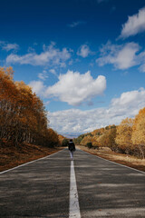 A lone figure walks down a straight road lined with autumn trees under a blue sky with fluffy clouds