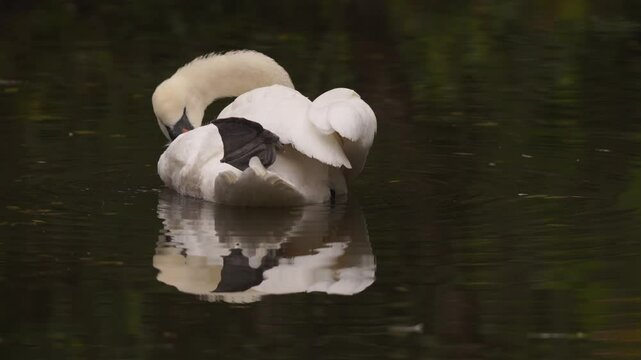 plan fixe d'un joli cygne en automne, se toilettant, petit fondu de lumi&egrave;re pour introduction vid&eacute;o, le cygne fait apparait son miroir, sans son,