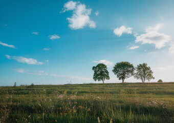 Obraz premium tree on the hill