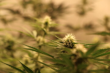 thistle in the grass