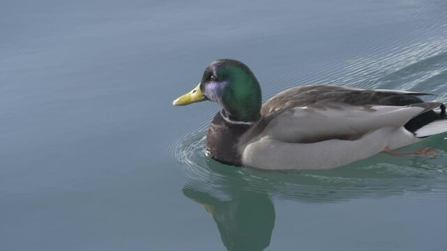 Canard Mer