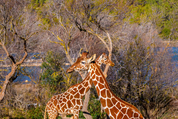 Two giraffes walking in profile in opposite directions creating a visual effect of crossed X-shaped necks in a natural environment with a lake in the background. © sirbouman