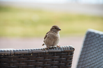 Cheeky and hungry sparrow alighted on a cafe chair.