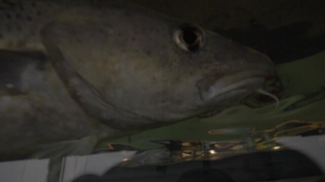Poisson Norv&egrave;ge