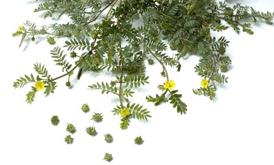Tribulus terrestris Plant with Spiny Fruits and Yellow Flowers on white background