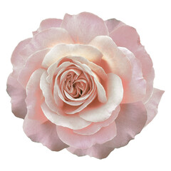 Rose flower  on a  white isolated background with clipping path. Closeup. For design. Nature.