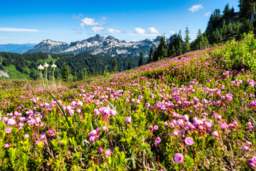 Fototapeta premium Mt. Rainier National Park, Washington