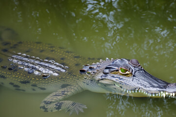 Obraz premium Large brown crocodile swimming in the water of river. animal river swims concept. a large brown crocodile swimming in the water of river. a concept of a large brown crocodile swimming in the water of.
