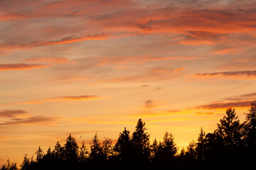 Fototapeta premium Colorful sunset against a blue sky and forest in the evening. Evening dramatic color concept. Colorful sunset against a blue sky and forest in the evening. A landscape with a colorful sky and forest.